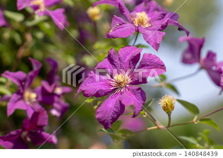 Purple clematis vine with velvety flowers in soft garden bokeh Purple clematis vine with velvety flowers in soft garden bokeh 140848439