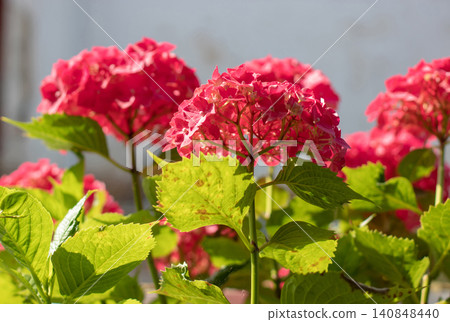 Red hydrangea macrophylla flowers glowing in warm sunset light Red hydrangea macrophylla flowers glowing in warm sunset light 140848440