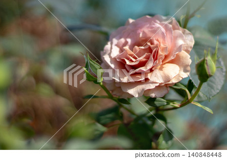 Mocha pink rose flower with soft bokeh background Mocha pink rose flower with soft bokeh background 140848448