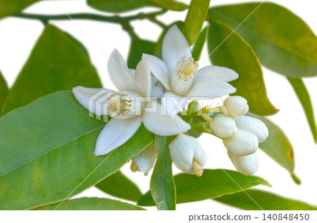 Orange tree white fragrant flowers and buds macro isolated on white. Azahar blossom. 140848450