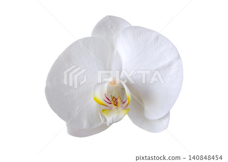 White phalaenopsis orchid flower macro isolated on white background White phalaenopsis orchid flower macro isolated on white background 140848454