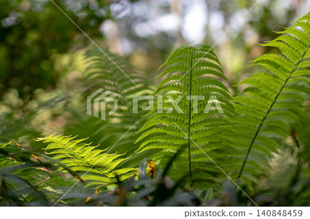 Matteuccia struthiopteris fern in dappled woodland light with soft bokeh 140848459
