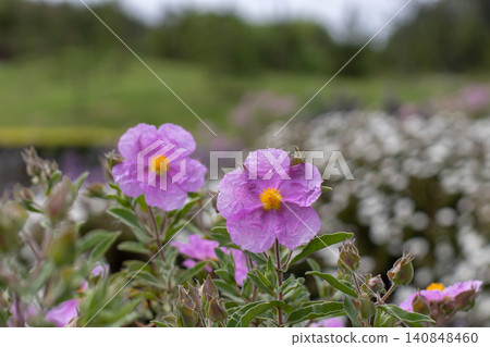 Cistus albidus pink flowers with yellow centers in soft garden bokeh Cistus albidus pink flowers with yellow centers in soft garden bokeh 140848460