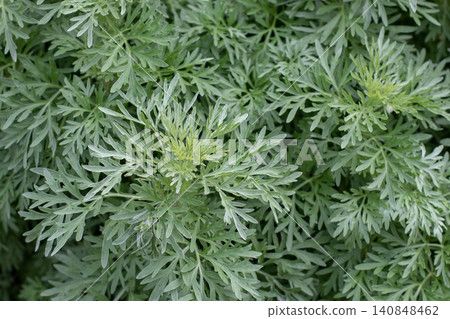Young Artemisia absinthium shoots with silvery green foliage close up Young Artemisia absinthium shoots with silvery green foliage close up 140848462