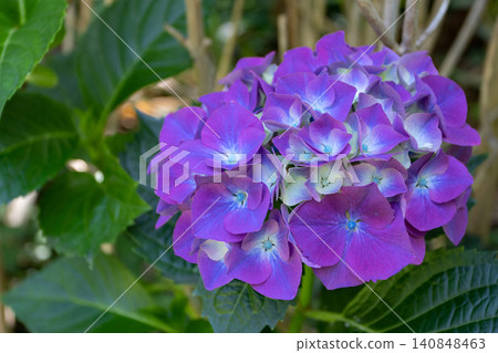 Close up of hydrangea flower cluster with purple blue and cream petals Close up of hydrangea flower cluster with purple blue and cream petals 140848463