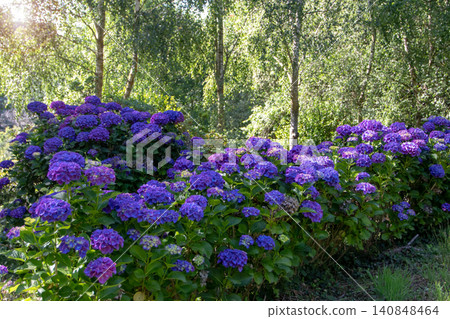 Purple blue hydrangeas lining a birch tree avenue in a woodland garden Purple blue hydrangeas lining a birch tree avenue in a woodland garden 140848464