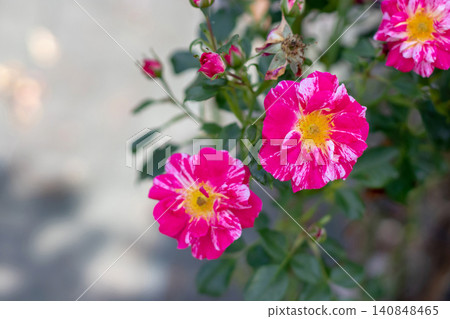 Pink striped rose flowers with yellow centers and glossy foliage Pink striped rose flowers with yellow centers and glossy foliage 140848465