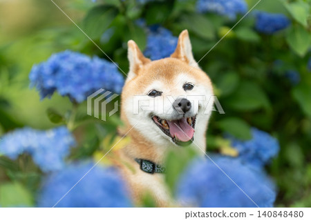 繡球花和一隻柴犬;一隻名叫茜的可愛柴犬。 繡球花和一隻柴犬;一隻名叫茜的可愛柴犬。 140848480