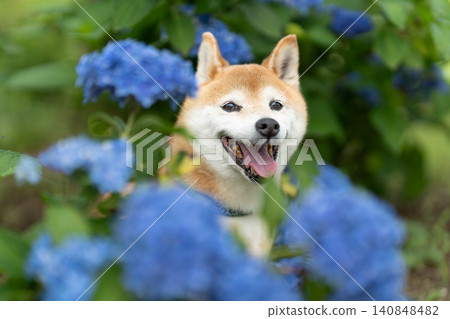 繡球花和一隻柴犬;一隻名叫茜的可愛柴犬。 繡球花和一隻柴犬;一隻名叫茜的可愛柴犬。 140848482