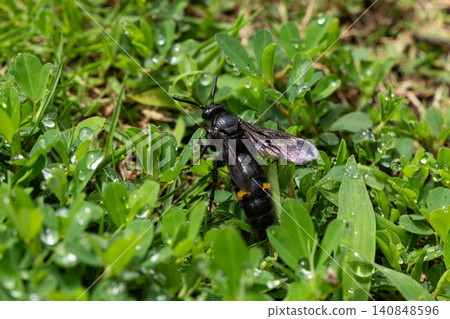 A yellow-banded digger wasp walking across a grassy field after the rain. A yellow-banded digger wasp walking across a grassy field after the rain. 140848596