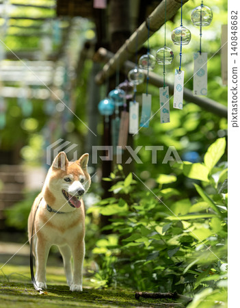一隻可愛的柴犬在風鈴下擺姿勢——柴犬茜 一隻可愛的柴犬在風鈴下擺姿勢——柴犬茜 140848682