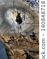 Stump of an old apple tree, the core has rotted, close-up 140848718