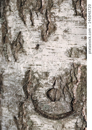 Trunk of a white birch with old traces of birch sap harvesting, a healed hole is visible, close-up Trunk of a white birch with old traces of birch sap harvesting, a healed hole is visible, close-up 140848720