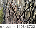 V-shaped cut on the bark of an old birch, made by a birch sap collector, close-up 140848722