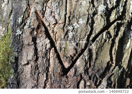V-shaped cut on the bark of an old birch, made by a birch sap collector, close-up V-shaped cut on the bark of an old birch, made by a birch sap collector, close-up 140848722
