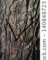 V-shaped cut on the bark of an old birch, made by a birch sap collector, close-up 140848723