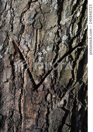 V-shaped cut on the bark of an old birch, made by a birch sap collector, close-up V-shaped cut on the bark of an old birch, made by a birch sap collector, close-up 140848723