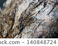 Cracked bark on a tree trunk, close-up 140848724