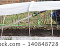 Watering a vegetable garden on a raised bed, water flowing from a hose in a woman's hand, arches and spunbond over the bed, close-up 140848728