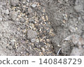 Sowing dill seeds, dill seeds on loosened soil, close-up 140848729