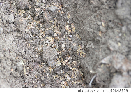 Sowing dill seeds, dill seeds on loosened soil, close-up Sowing dill seeds, dill seeds on loosened soil, close-up 140848729