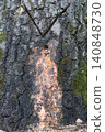Close-up of old birch bark, damaged by a birch sap collector, a drilled hole and a deep cut are visible 140848730
