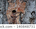Close-up of old birch bark, damaged by a birch sap collector, drilled holes are visible, a new one and an old one 140848731