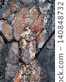 Close-up of old birch bark, damaged by a birch sap collector, a drilled hole and a deep cut are visible 140848732