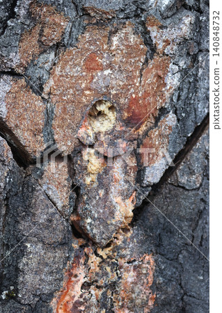 Close-up of old birch bark, damaged by a birch sap collector, a drilled hole and a deep cut are visible Close-up of old birch bark, damaged by a birch sap collector, a drilled hole and a deep cut are visible 140848732