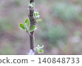 Close-up of an apple tree sapling trunk, young green leaves emerging from buds, blurred background 140848733