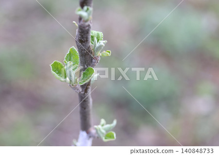 Close-up of an apple tree sapling trunk, young green leaves emerging from buds, blurred background Close-up of an apple tree sapling trunk, young green leaves emerging from buds, blurred background 140848733