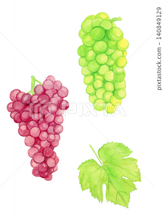 Hand-drawn watercolor illustration set of red and white grapes and grape leaves on a white background. Fruit illustration material. 140849129