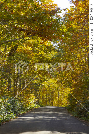 National Route 103: Autumn foliage National Route 103: Autumn foliage 140849469