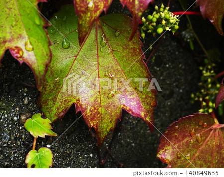 Vibrant contrasting ivy 140849635