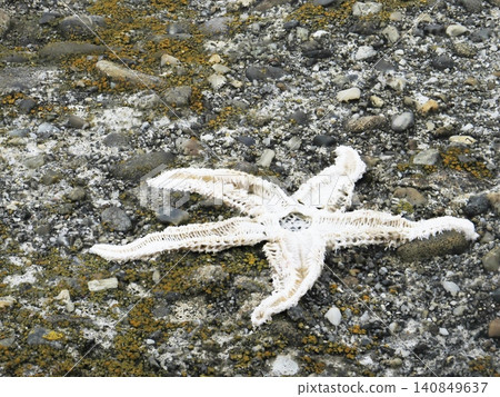 Dried starfish carcass Dried starfish carcass 140849637