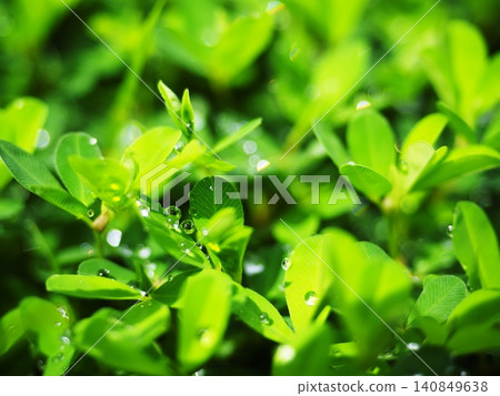 Clover wet with morning dew Clover wet with morning dew 140849638