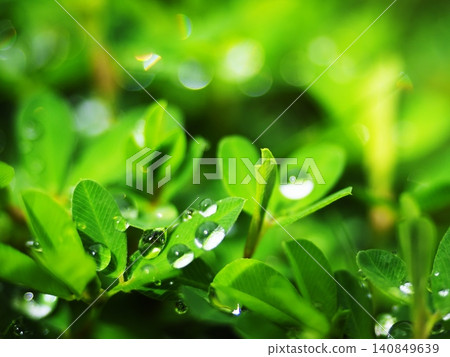 Clover wet with morning dew Clover wet with morning dew 140849639