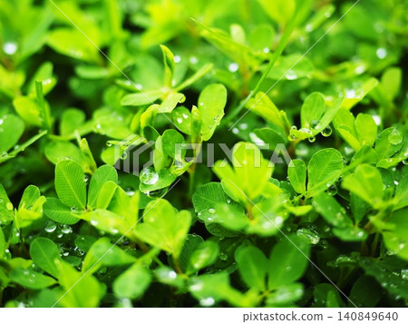 Clover wet with morning dew Clover wet with morning dew 140849640