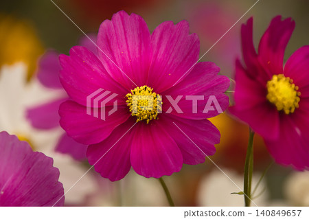 Chic reddish-purple cosmos flowers that evoke the tranquility of autumn. Chic reddish-purple cosmos flowers that evoke the tranquility of autumn. 140849657