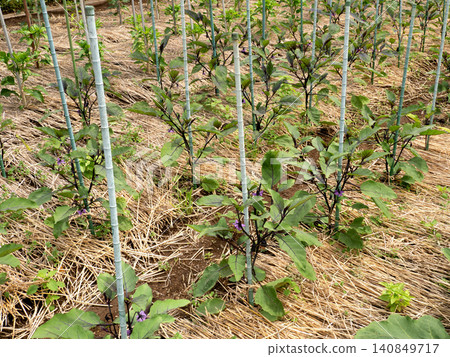 Eggplant field in early summer when flowers are in bloom Eggplant field in early summer when flowers are in bloom 140849717