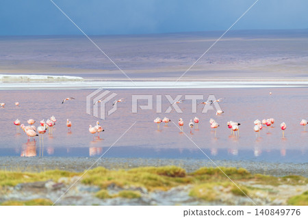 Peaceful pink flamingo flock in colorful water of Laguna Colorada Bolivia Peaceful pink flamingo flock in colorful water of Laguna Colorada Bolivia 140849776