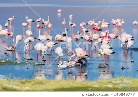 Serene flock of flamingos wading in beautiful Laguna Colorada Bolivia lake Serene flock of flamingos wading in beautiful Laguna Colorada Bolivia lake 140849777