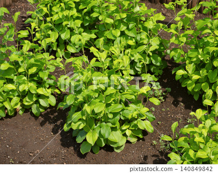 藥用植物:大頭蒼朮 藥用植物:大頭蒼朮 140849842