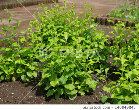 藥用植物:大頭蒼朮 藥用植物:大頭蒼朮 140849843