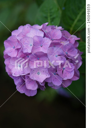 hydrangea   140849859