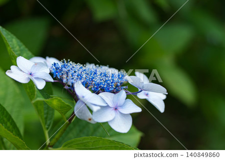 hydrangea   140849860