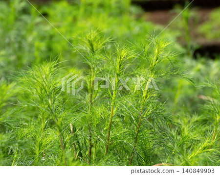 Medicinal plant: Artemisia capillaris Medicinal plant: Artemisia capillaris 140849903
