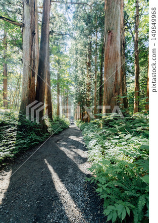 [Togakushi, Nagano City] Scenery of the cedar-lined approach to Togakushi Shrine's inner sanctuary. 140849968