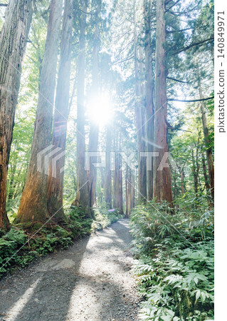 [Togakushi, Nagano City] Scenery of the cedar-lined approach to Togakushi Shrine's inner sanctuary. 140849971
