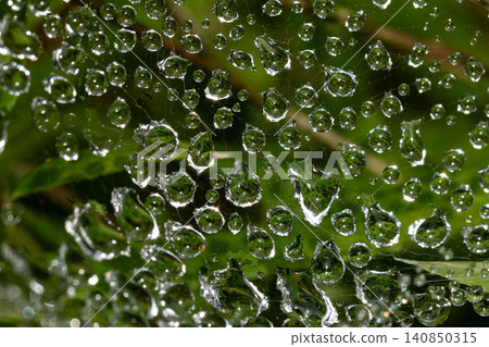 Raindrops adorn spiderwebs after the rain. Raindrops adorn spiderwebs after the rain. 140850315